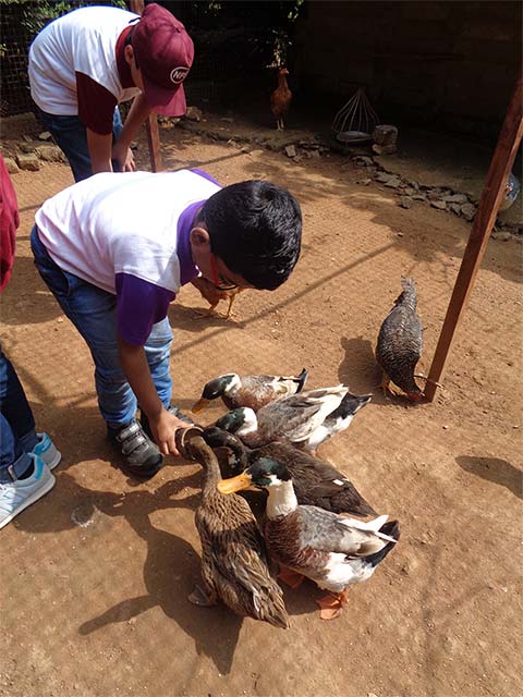 Field Trip to the Farm, Grades 1-5